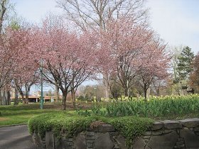 昨年の常磐公園