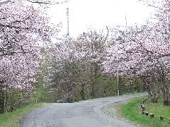 旭山公園
