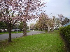 花咲スポーツ公園