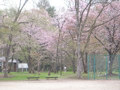 神楽岡公園