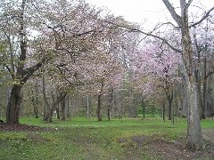 神楽岡公園