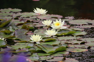 旭山三浦庭園_睡蓮