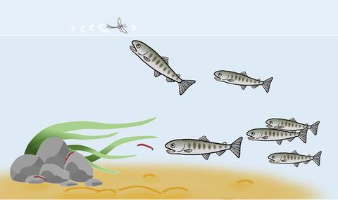 salmon_breeding_2018_03_08_005.jpg