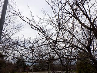 2025_4_25asahiyama001.jpg