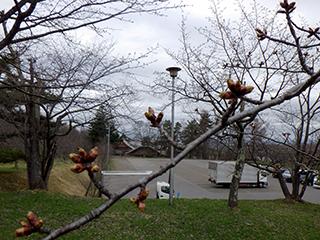 2025_4_25asahiyama002.jpg