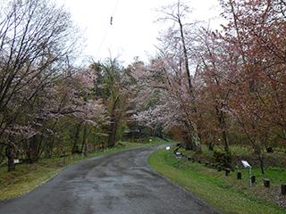 sakura2026_05_04asahiyama001.jpg