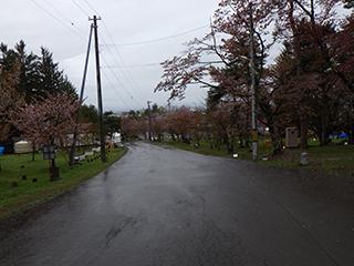 sakura2026_05_04asahiyama002.jpg