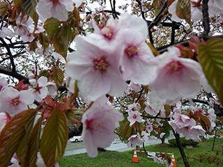 sakura2026_05_04asahiyama003.jpg