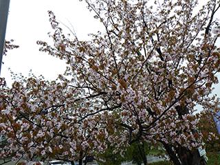 sakura2026_05_04asahiyama004.jpg