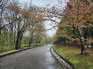 sakura2026_05_04kagura001.jpg