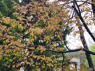 sakura2026_05_04kagura002.jpg