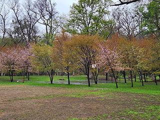 sakura2026_05_04kagura004.jpg