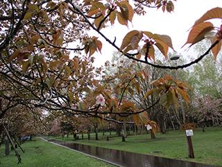 sakura2026_05_04syunkoudai003.jpg