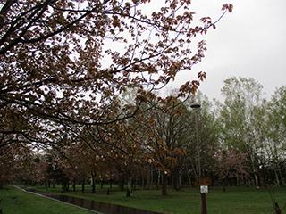 sakura2026_05_04syunkoudai004.jpg