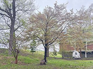 sakura2026_05_04tokiwa001.jpg
