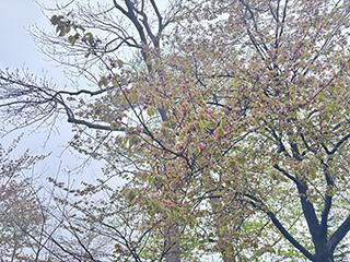 sakura2026_05_04tokiwa002.jpg