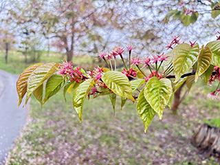 sakura2026_05_04tokiwa003.jpg