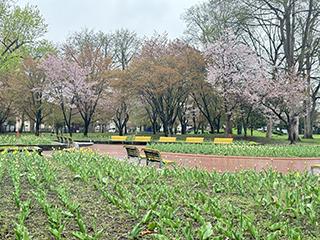 sakura2026_05_04tokiwa004.jpg