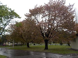 sakuta2026_05_04hanasaki001.jpg