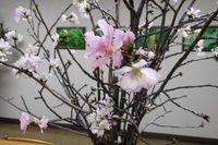 sakura_cut_flowers_2024_001.jpg