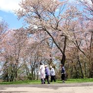 満開の桜