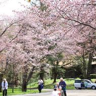 満開の桜