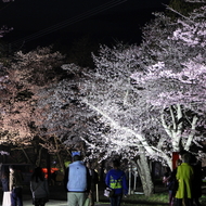 満開の桜とライトアップ（夜桜まつり）