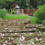 旭山三浦庭園（睡蓮（スイレン））