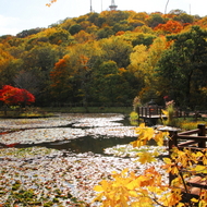 紅葉（旭山三浦庭園）