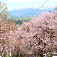 満開の桜